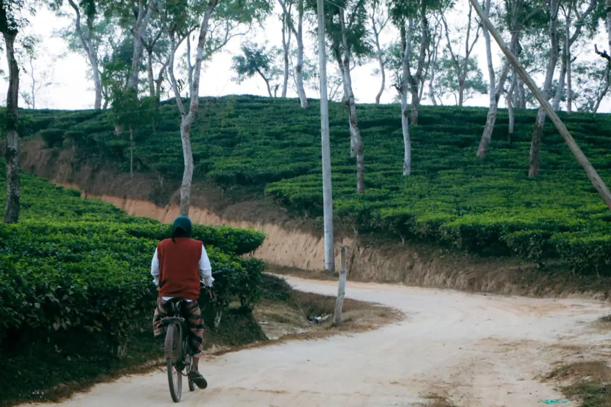 A cyclist seen from behind on a dirt road winding between tea bushes and tall shade trees