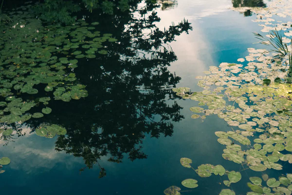 Water lilies floating on a pond in Vondelpark, with trees and clouds reflected in the still water